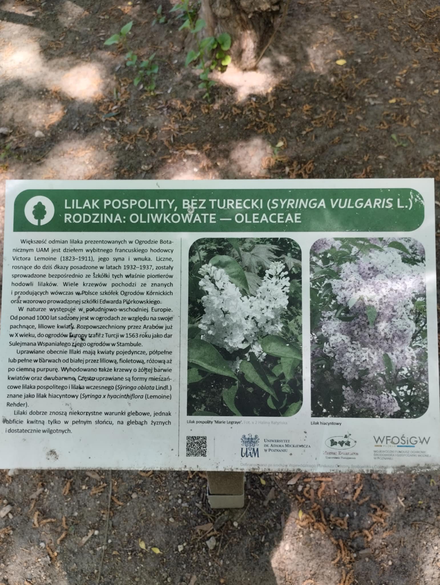 Wycieczka do Ogrodu Botanicznego. UAM. Lilie. Bzy.