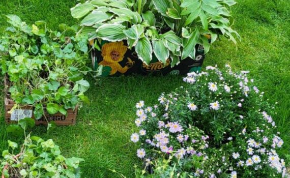 Rośliny. Ogród sensoryczny.