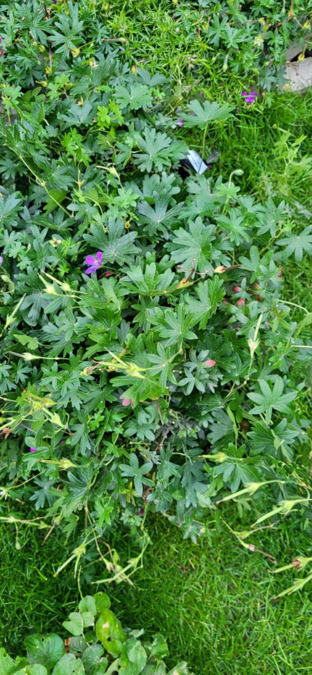 Rośliny. Ogród sensoryczny.