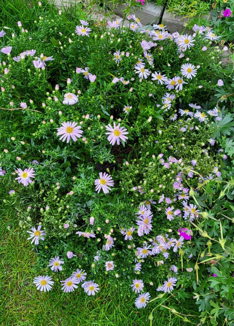 Rośliny. Ogród sensoryczny.