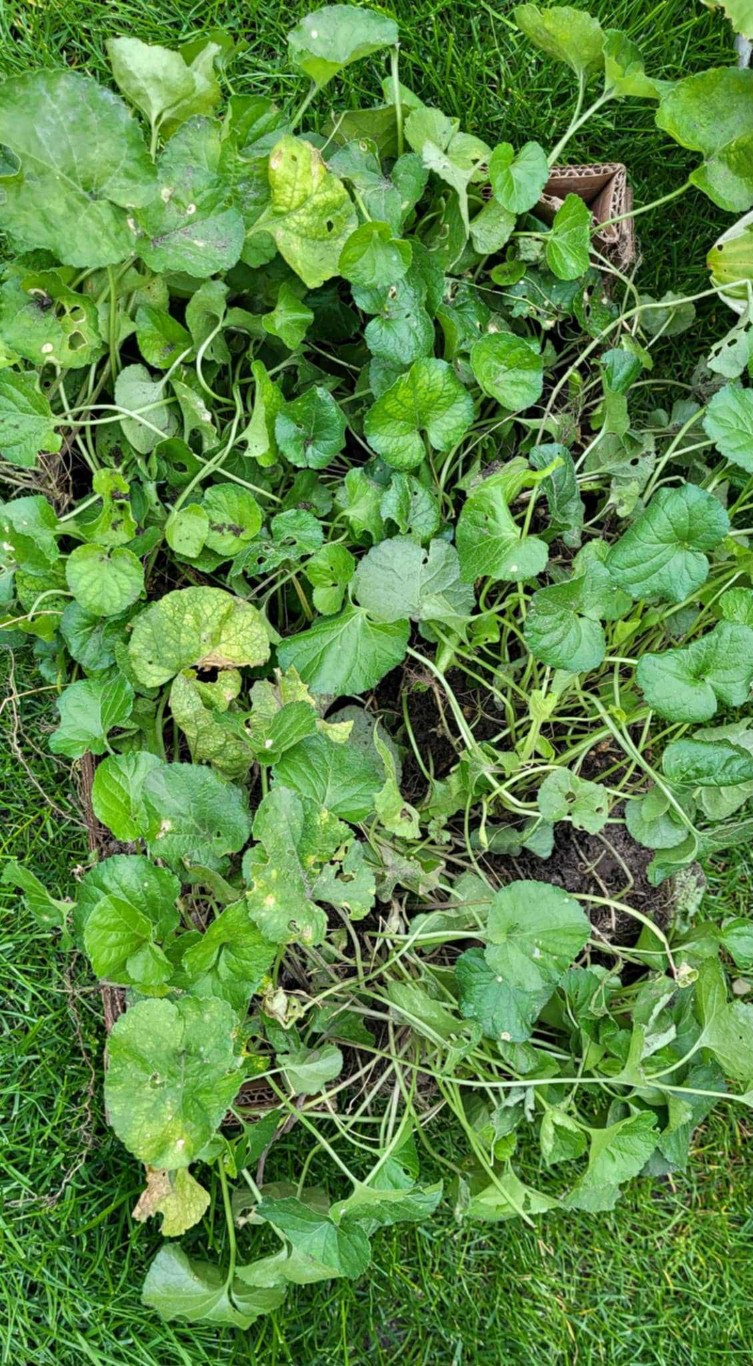 Rośliny. Ogród sensoryczny.