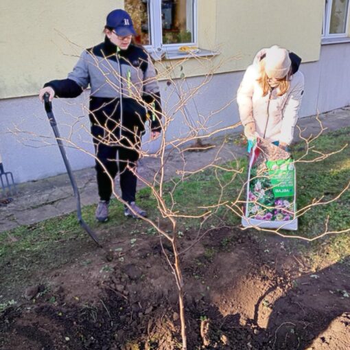 Górczyka. Sadzonki. Ogrodnicy