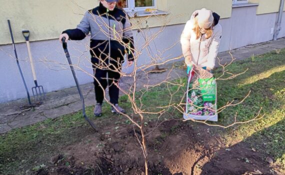 Górczyka. Sadzonki. Ogrodnicy